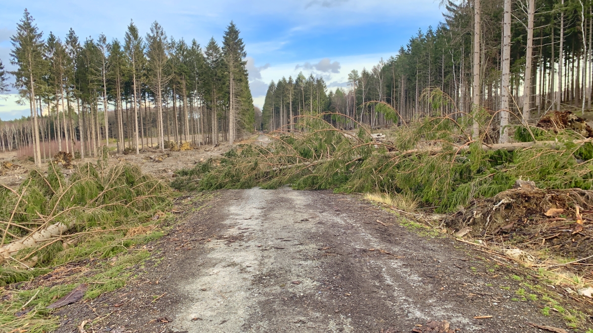 Neuaufforstung des Waldes in der StädteRegion